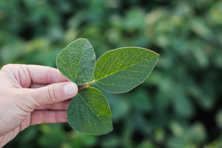 soybean leaf in hand