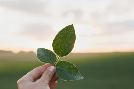 soybean leaf in hand