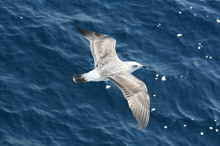 Greece bird