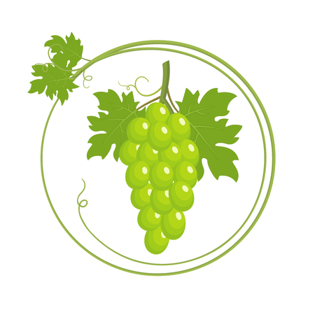 Bunch of grapes, green grapes with leaves in round frame, green young sprout of grapevine, isolated on white background. Vector illustrationのイラスト素材