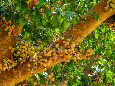 Ficus sycomorus, ficus racemosa, sycamore figs, fig-mulberry, clusters of ripe figs on tree,...