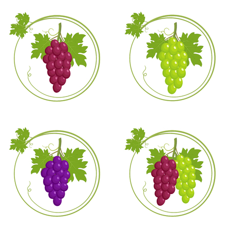 Bunches of grapes set, bunch of grapes with leaves in round frame with green young sprout of grapevine, isolated on white background. Vector illustrationのイラスト素材