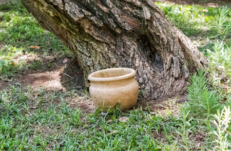 Old clay pot near tree in archaeological park of Shiloh in Samaria, Israelの写真素材