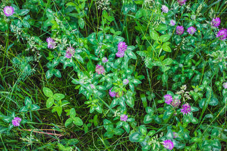 red clover, wild flowers field and green plant backgroundの写真素材