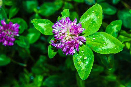 red clover flower with ladybug, wild flowers field and green plant backgroundの写真素材