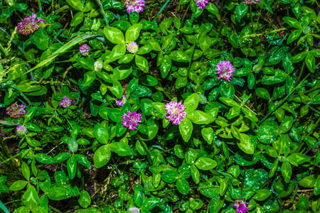 red clover, wild flowers field and green plant background