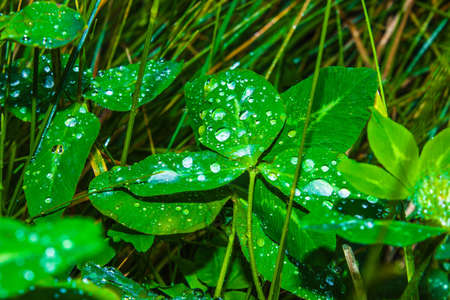 clover leaves with dew, wild flowers field and green plant backgroundの写真素材