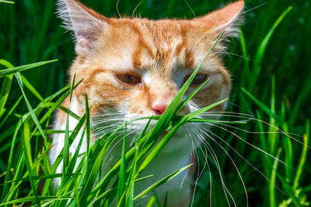 red cat in green grass, summer background with animals and plantsの写真素材