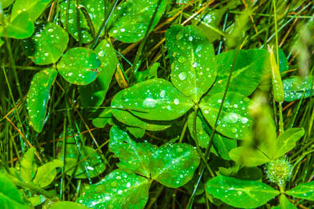 clover leaves with dew, wild flowers field and green plant backgroundの写真素材