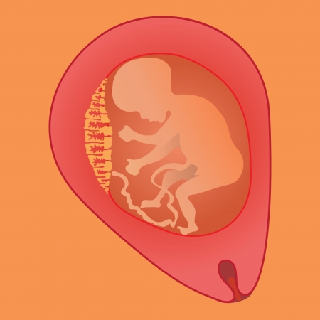 colorful illustration with fetus for your designの写真素材