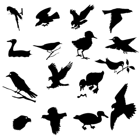 black silhouettes of birds for your designの写真素材