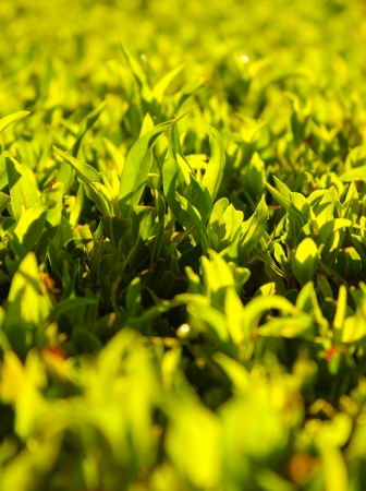 green grass backgroundの写真素材