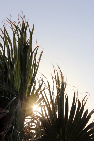 tropical palm tree at sun lightの写真素材
