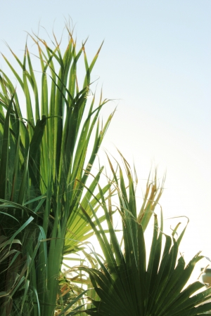 tropical palm tree at sun lightの写真素材