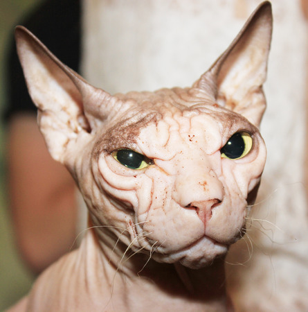 A wrinkled hairless head of cat.の写真素材
