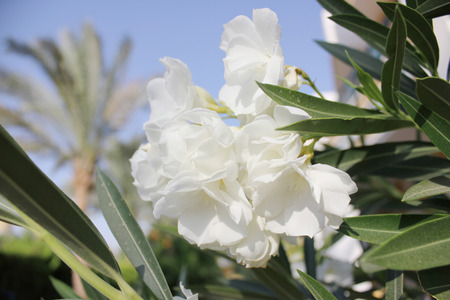 White flowers on blue sky background.の写真素材