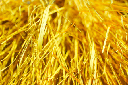 Yellow dry grass texture. Yellow dry grass background at sun light.の写真素材