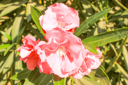 Pink Flowers at sun light. Flowers on green background.
