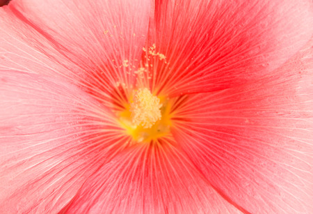 Pink Flower at sun light. Flower close up.