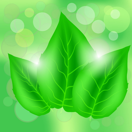 Green Leaves on Blurred Spring Green Backgroundのイラスト素材