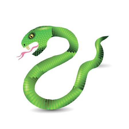 Cartoon Green Snakes Isolated on White Background.のイラスト素材
