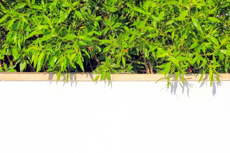 Green branch and white painted wall at sun lightの写真素材