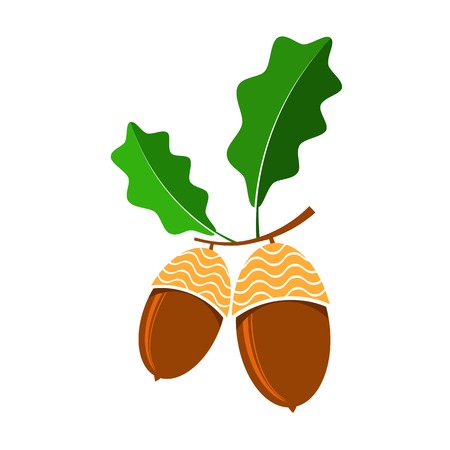 Ripe acorn icon isolated on white backgroundの写真素材