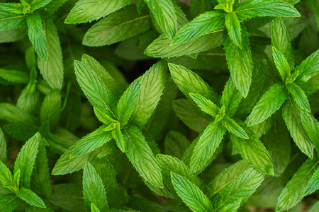 Fresh mint leaves in the garden, top view. Natural background.の写真素材