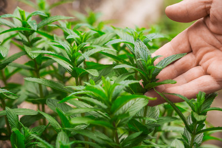 Close up of hand holding fresh mint plant in the garden. Selective focus.の写真素材
