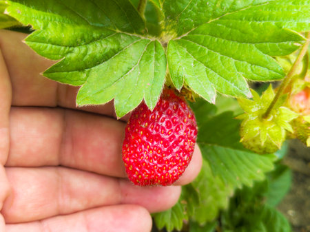 Strawberry in hand on a background of green leaves. macroの写真素材