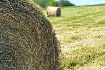 Hay bales on the field in summer, close-up.の写真素材