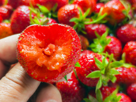 Fresh ripe strawberry in hand, close up, selective focus, macroの写真素材
