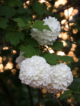 White flowers bush boules de neige close-up