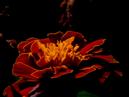 Marigolds blooming close-up on a black backgroundの写真素材
