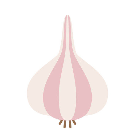 garlic flat simple illustrationのイラスト素材