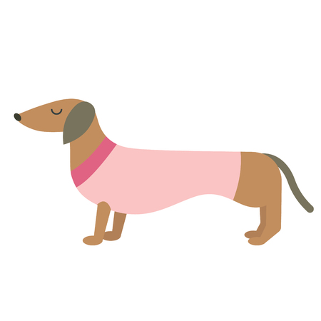 Dressed badger-dog flat illustration. Home dog and cat lifestyle series.のイラスト素材