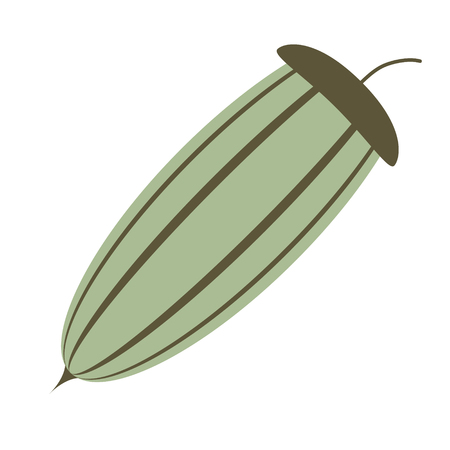 acorn flat illustration Wild life plants and animals seriesのイラスト素材