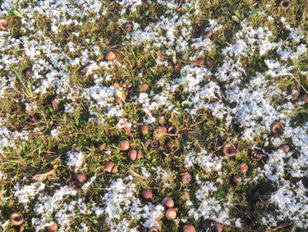 background with colorful elements. Green flowers under the snowの写真素材