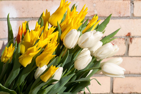 flowers,tulipsの写真素材