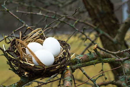 nest, egg