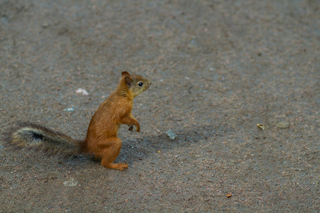 Squirrel in the park