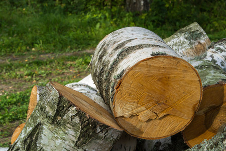 logs, a felled treeの写真素材