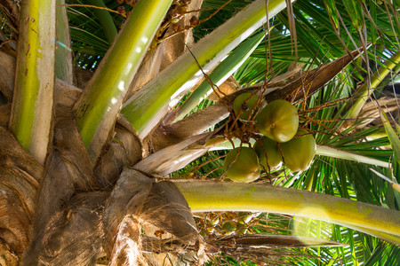 coconuts grow on the palm tree