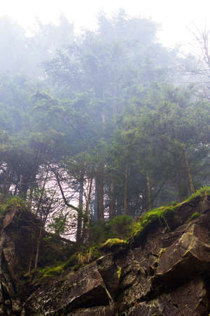 Beautiful pine tree on a mountainous mountain covered with fog. Bottom view. Mountain landscape.の写真素材