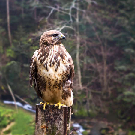 Beautiful eagle on the background of mountains and coniferous forest. Wild nature. Animal world.