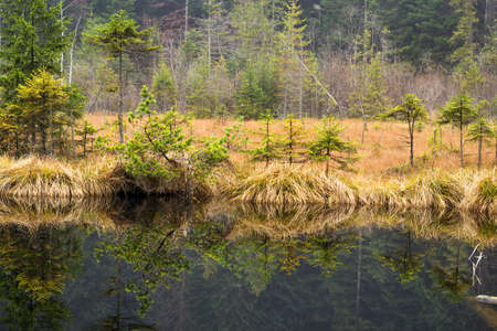 Beautiful reflection of coniferous trees in a mountain lake. Natural background. Mountain landscape.の写真素材