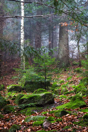 Beautiful coniferous mountain forest in the fog. Natural background. Forest landscape.の写真素材