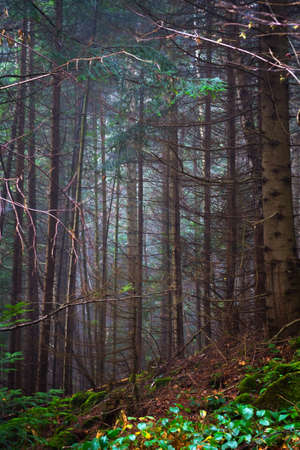 Beautiful coniferous mountain forest in the fog. Natural background. Forest landscape.の写真素材