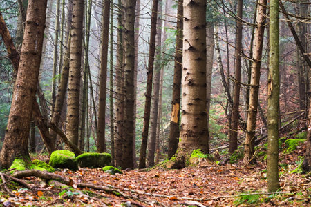 Beautiful coniferous mountain forest in the fog. Natural background. Forest landscape.の写真素材