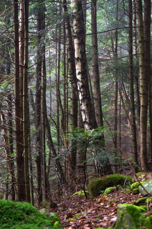 Beautiful coniferous mountain forest in the fog. Natural background. Forest landscape.の写真素材